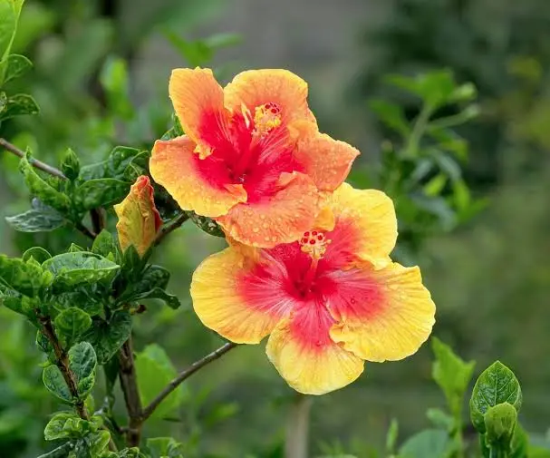 Jamaica Flower: A Global Blossom of Culture, Wellness, and Tradition