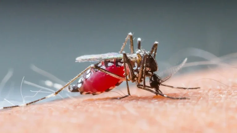 Chikungunya global spread: WHO warns of rising cases and local transmission in non-endemic regions.