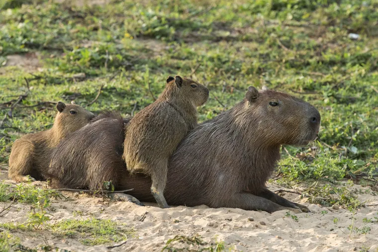 Capybara: South America’s Giant Rodent and Urban Survivor