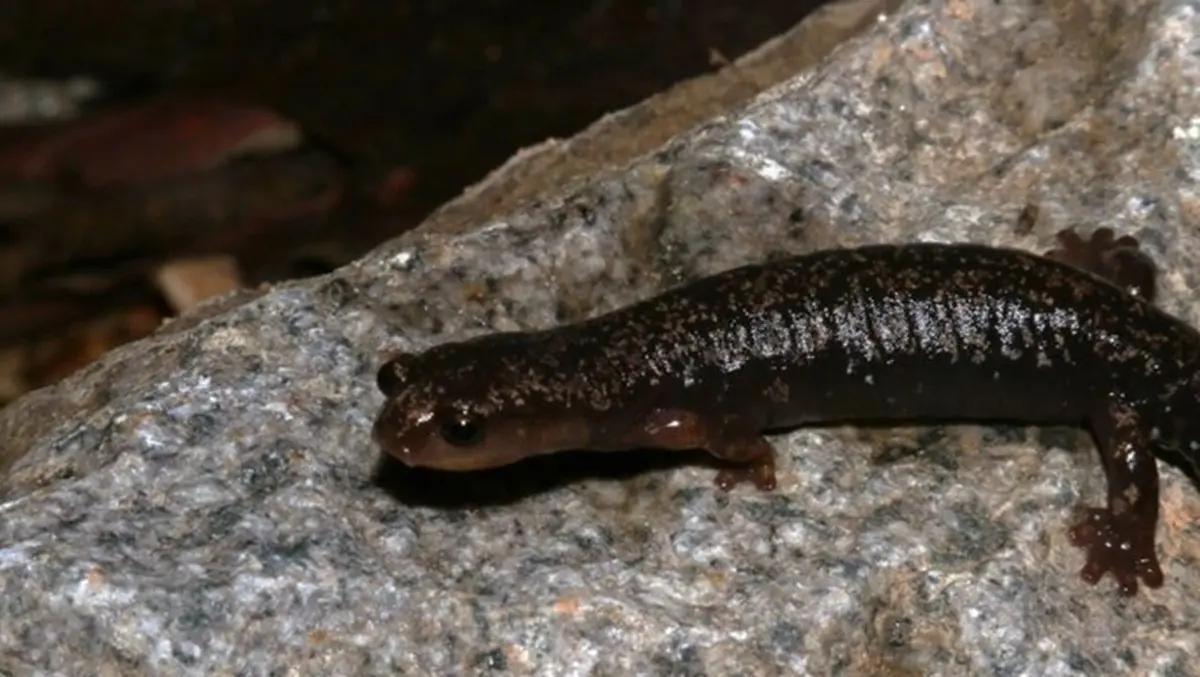 Costa Rican Scientists Confirm Discovery of New Salamander Species