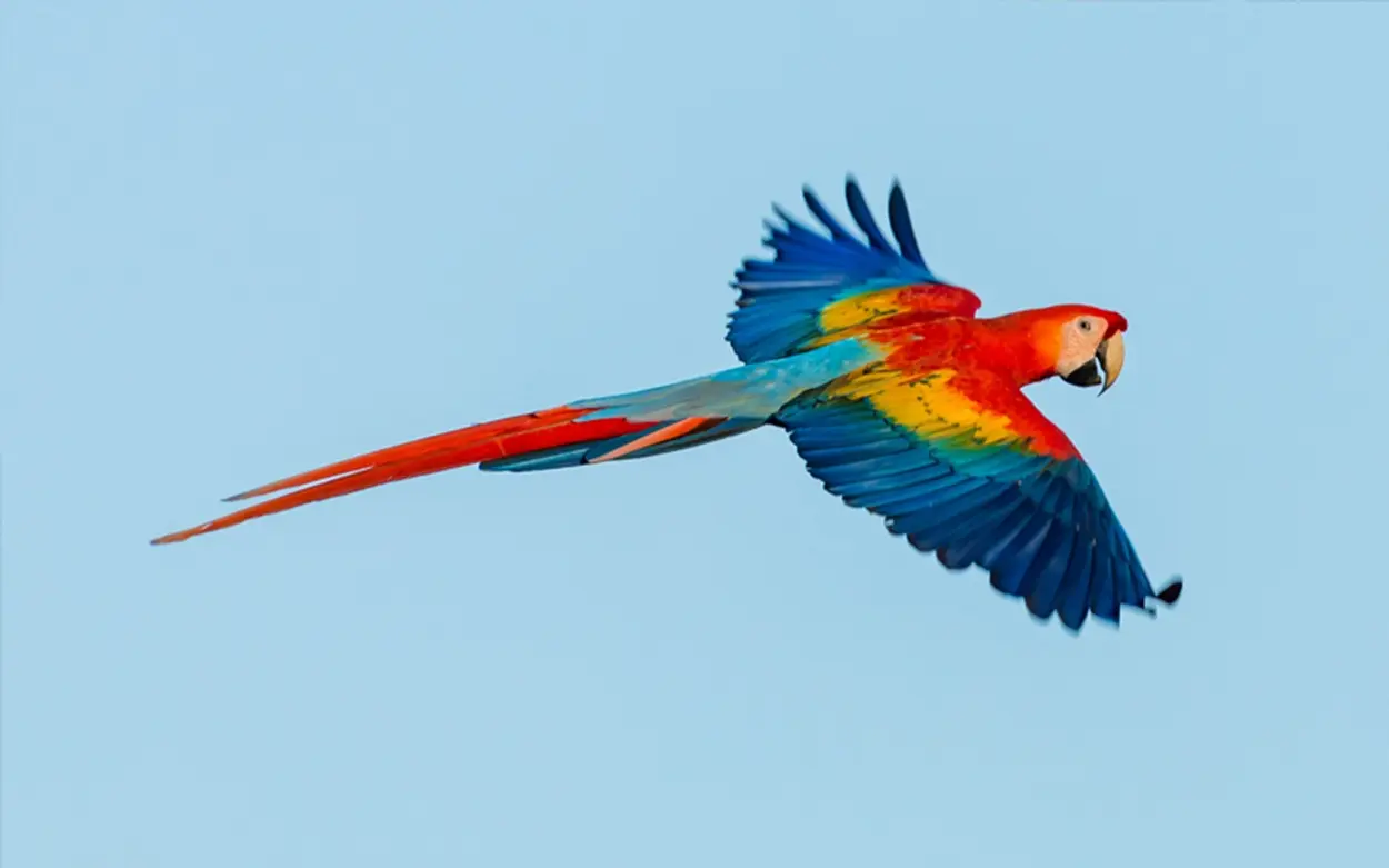 Costa Rican Endemic Parrots In Threat