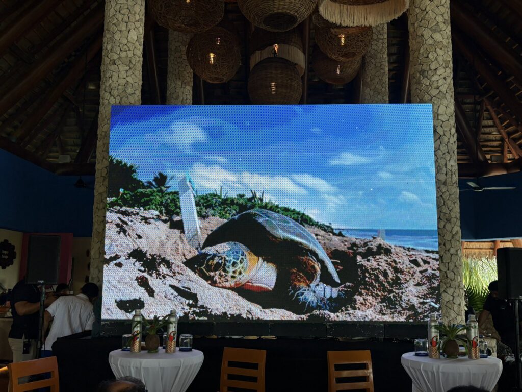 Twenty Million Sea Turtles Born in the Mexican Caribbean