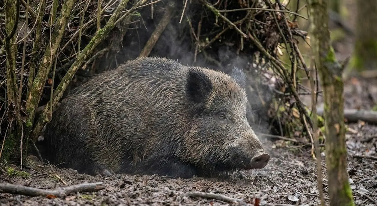 African Swine Fever in Wild Boar Not Linked to Spanish Laboratory