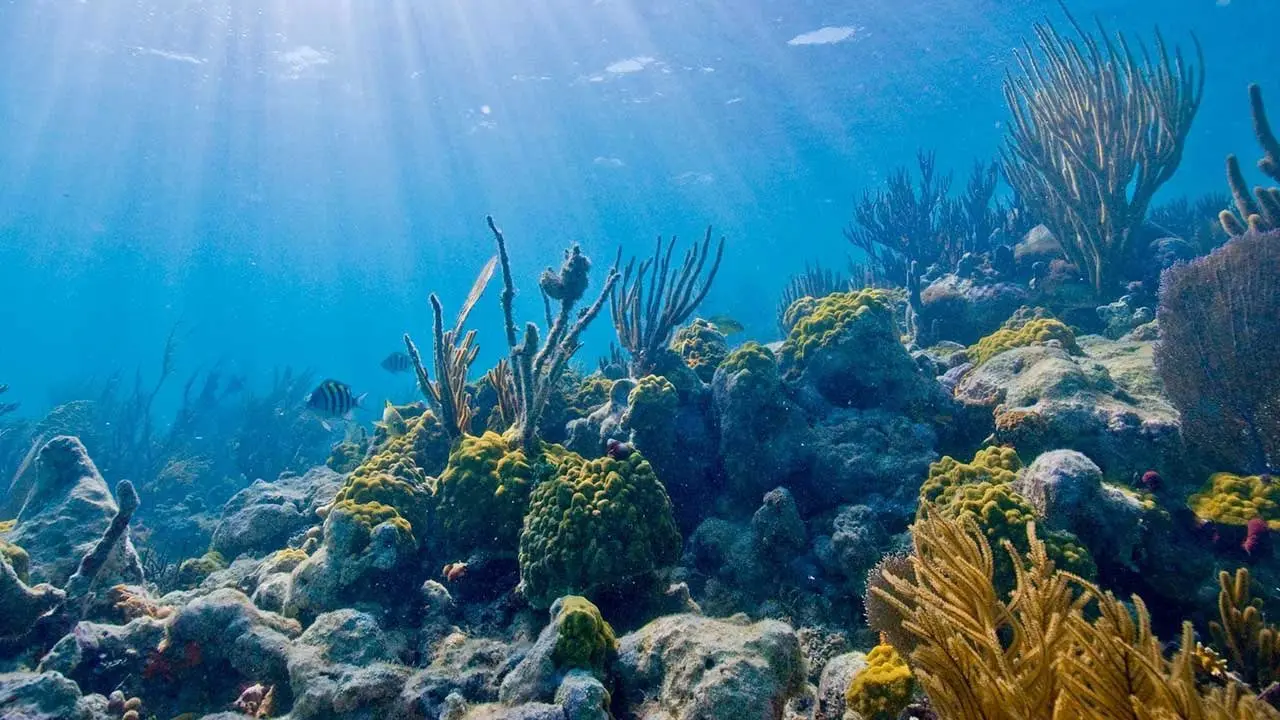 Cuba Makes Landmark Decision to Conserve Coral Reefs