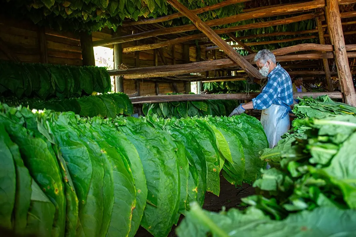 Cuban Business Group to Reach 20,000 Tobacco Ha