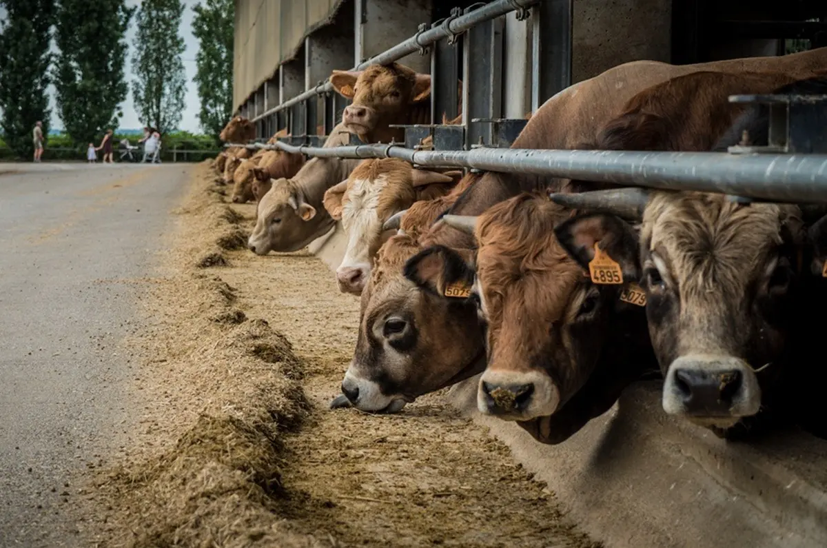 Heat Waves to Affect 20% of EU Cattle’s Productivity by 2050