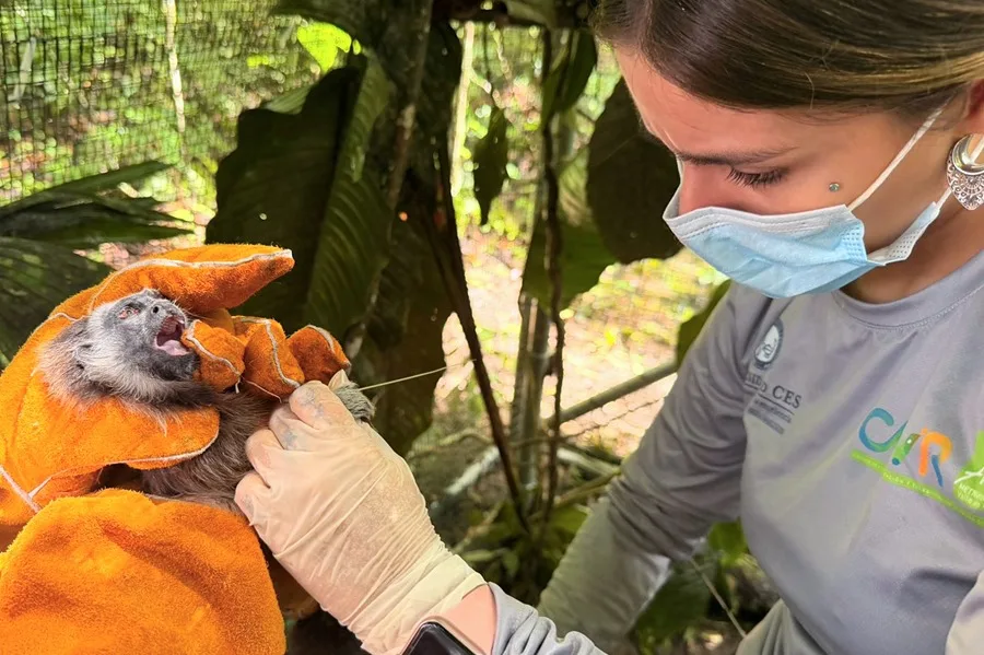 Four Gray-headed Tamarins Released into the Wild After Rehabilitation in Colombia