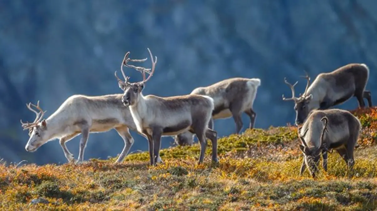 Russia to Research on Ecosystem Recovery in Arctic Region