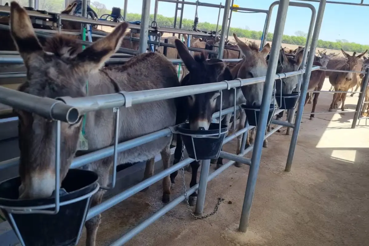Argentines Swaps Beef for Donkey as Inflation Hits Record Highs