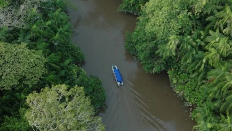 South America registered the world’s highest forest loss over the past decade, according to a United Nations report. Photo: PNUMA.