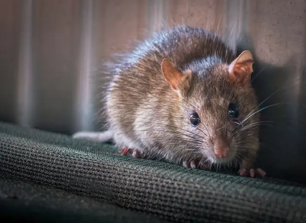 W.H.O. About Hantavirus Cases on Cape Verde Cruise