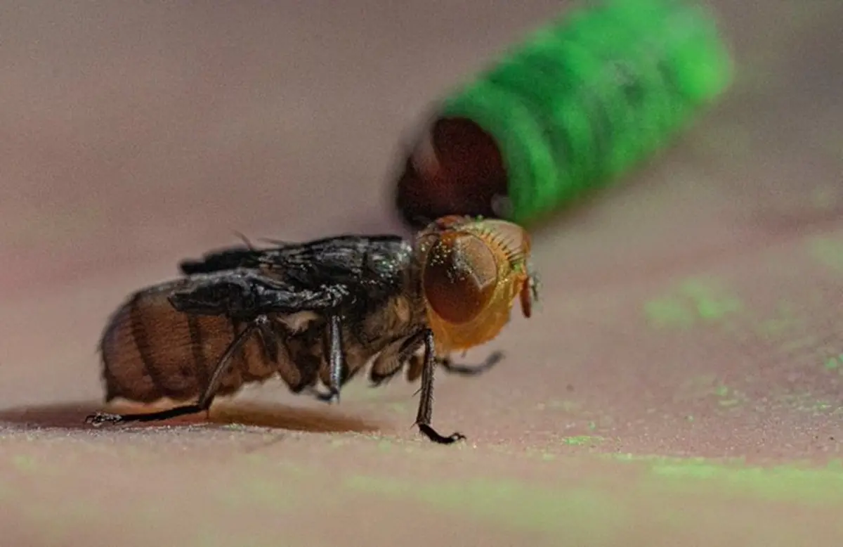 Mexico Inaugurates Sterile Fly Production Plant - teleSUR English
