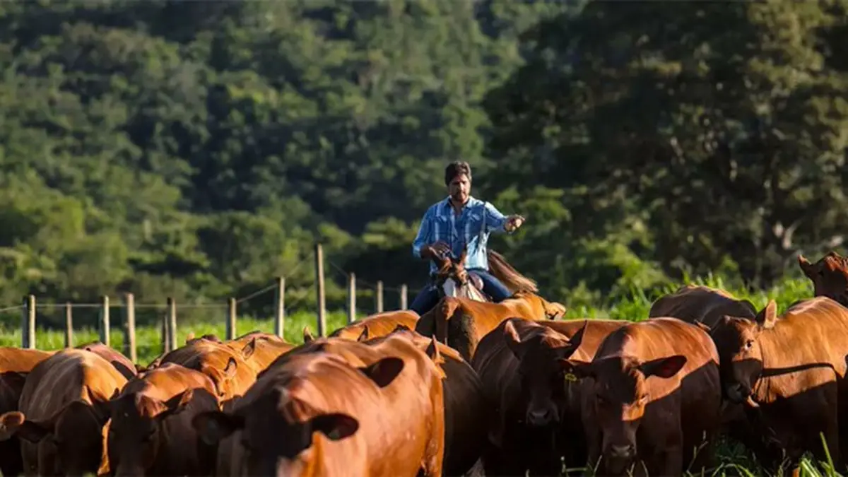China Declares All of Brazil Free of Foot-and-Mouth Disease