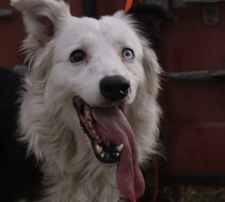 Tsunami Rescue Dog Venezuela: 30 Lives Found in Powerful, Emotional Mission