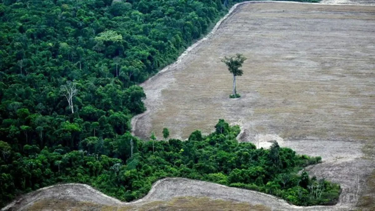 EU Updates Deforestation Law Product List Excluding Leather and Adding Instant Coffee