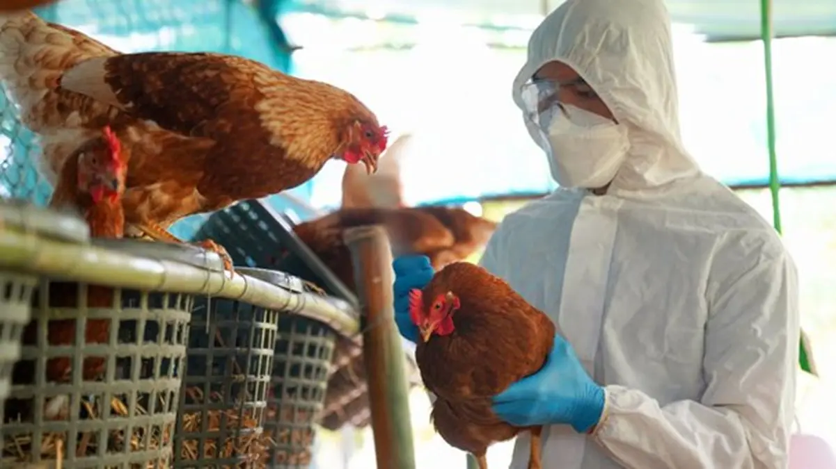 Australia to Be Dealing Avian Influenza Outbreak for Long Period