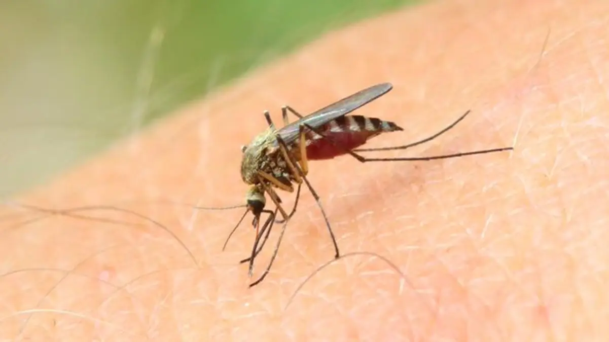 Dutch Octogenarian Dies After Contracting West Nile Virus Locally