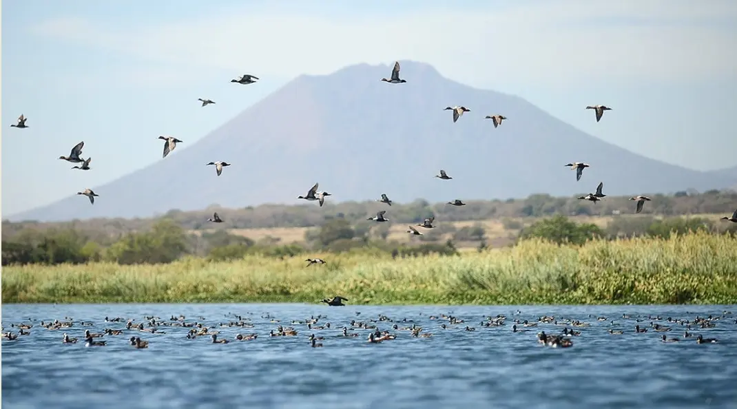 El Salvador Adds Jiquilisco Bay to Shorebird Conservation Network
