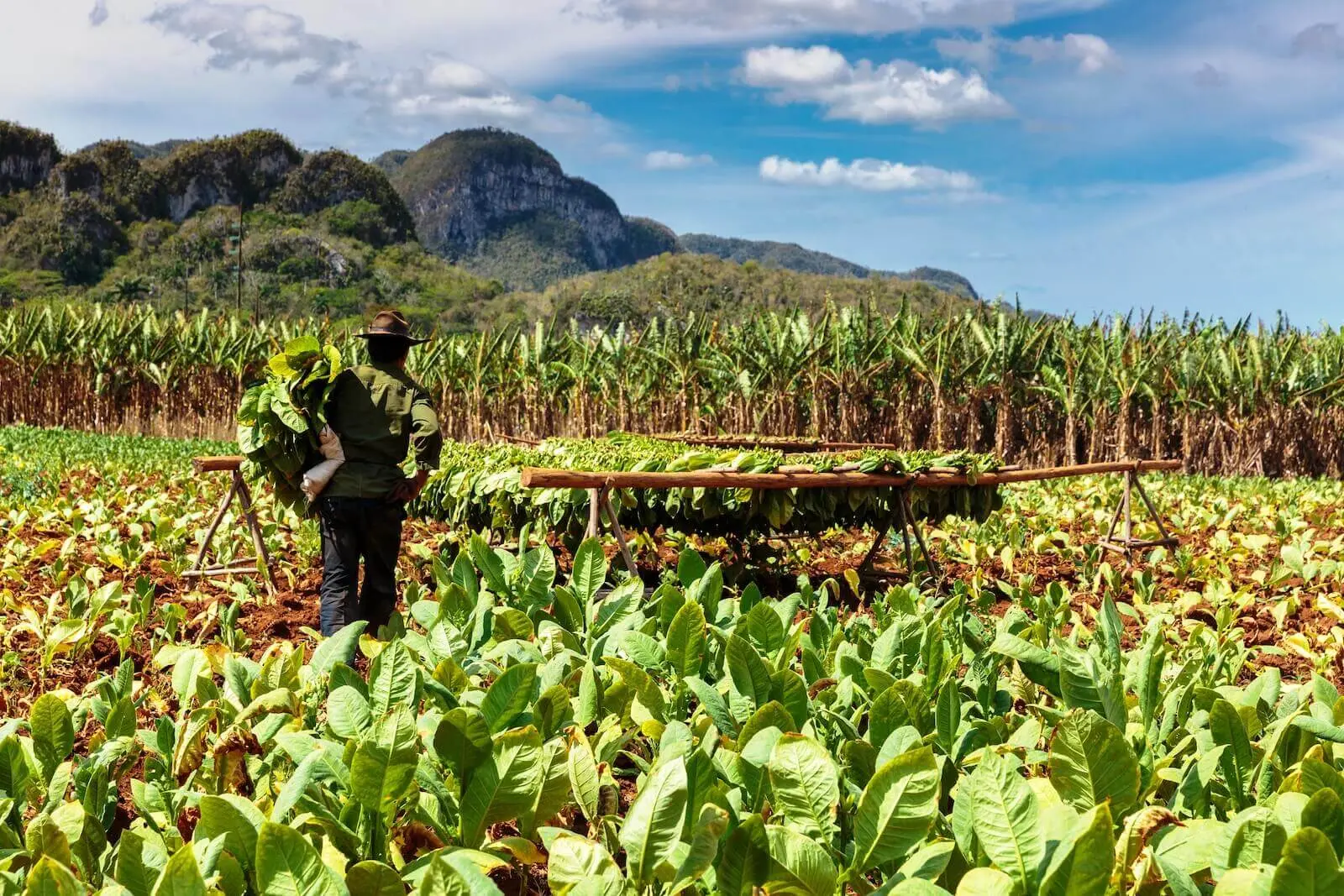 Cuba Approves New Legal Regulations to Boost Agriculture